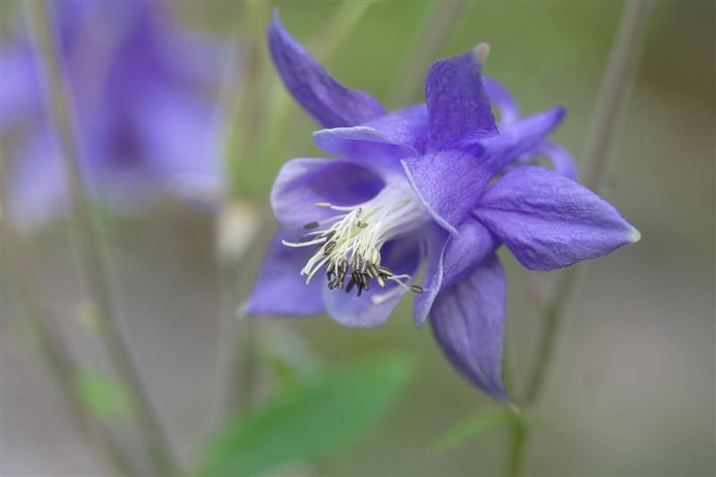Aquilegia cfr. vulgaris
